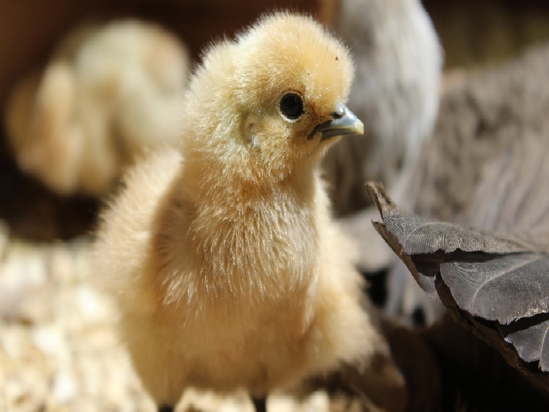 试管促排鼻炎东京spa试管蛇毒面膜宋荣医生试管