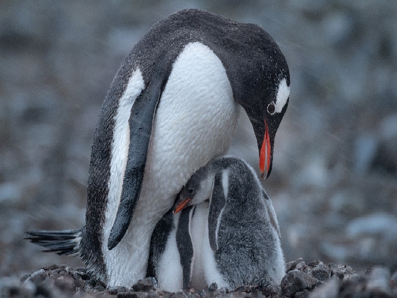 泰国试管5对试管瓶身刻度上海生精细胞试管